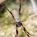 Female Australian Golden Orb Weaver Spider (Trichonephila edulis), Alice Springs Desert Park, NT