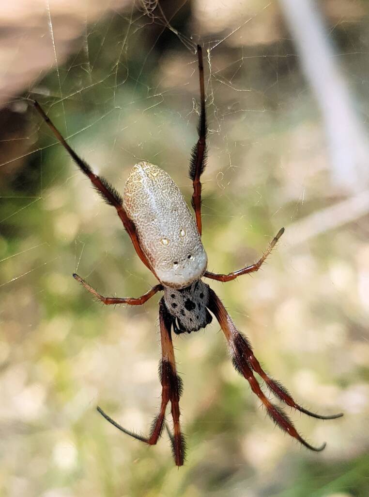 Female Australian Golden Orb Weaver Spider (Trichonephila edulis), Alice Springs Desert Park, NT