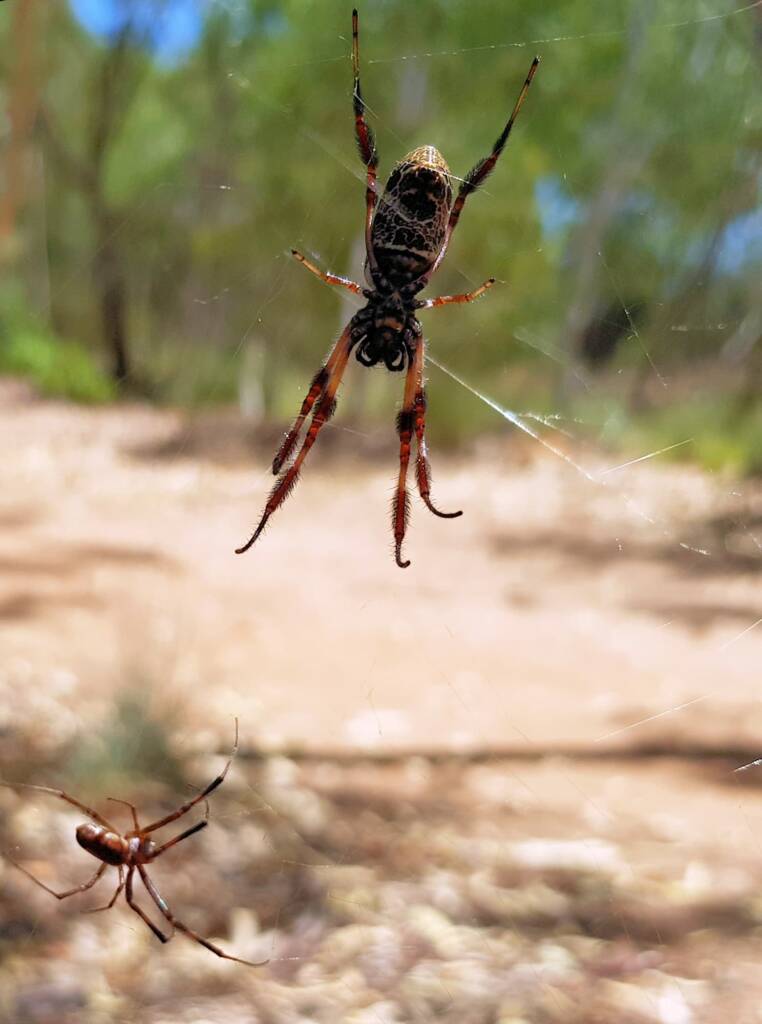 Male and female Australian Golden Orb Weaver Spider (Trichonephila edulis), Alice Springs Desert Park, NT