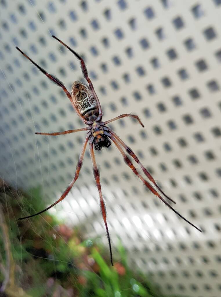 Australian Golden Orb Weaver Spider (Trichonephila edulis), Alice Springs, NT