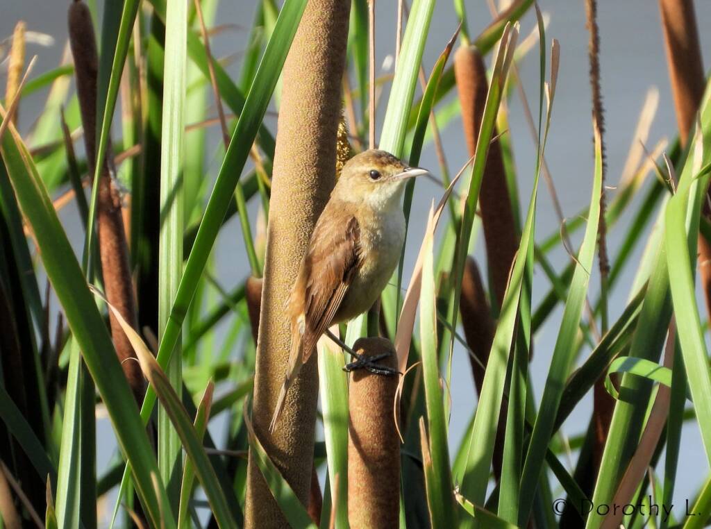 Australian Reed Warbler (Acrocephalus australis), Alice Springs Sewage Ponds