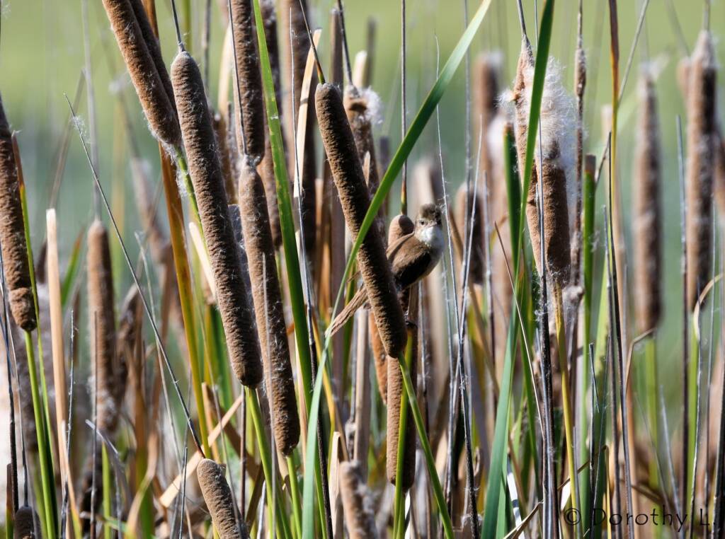 Australian Reed Warbler (Acrocephalus australis), Alice Springs Sewage Ponds