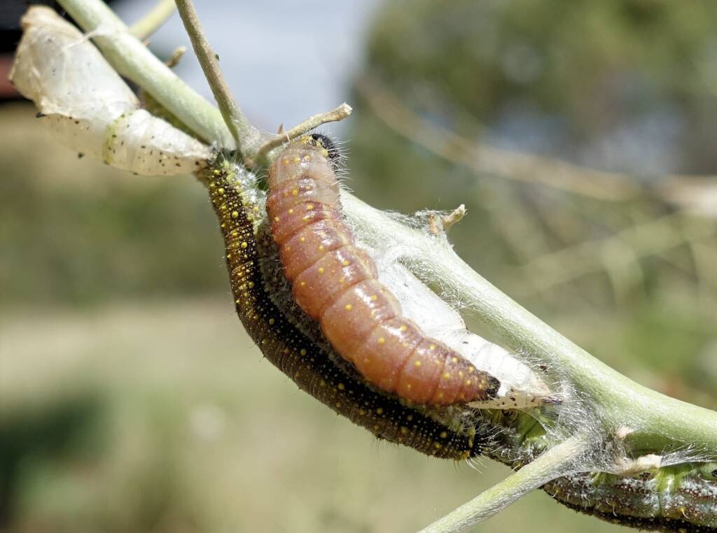 Belenois java teutonia instars and caterpillars