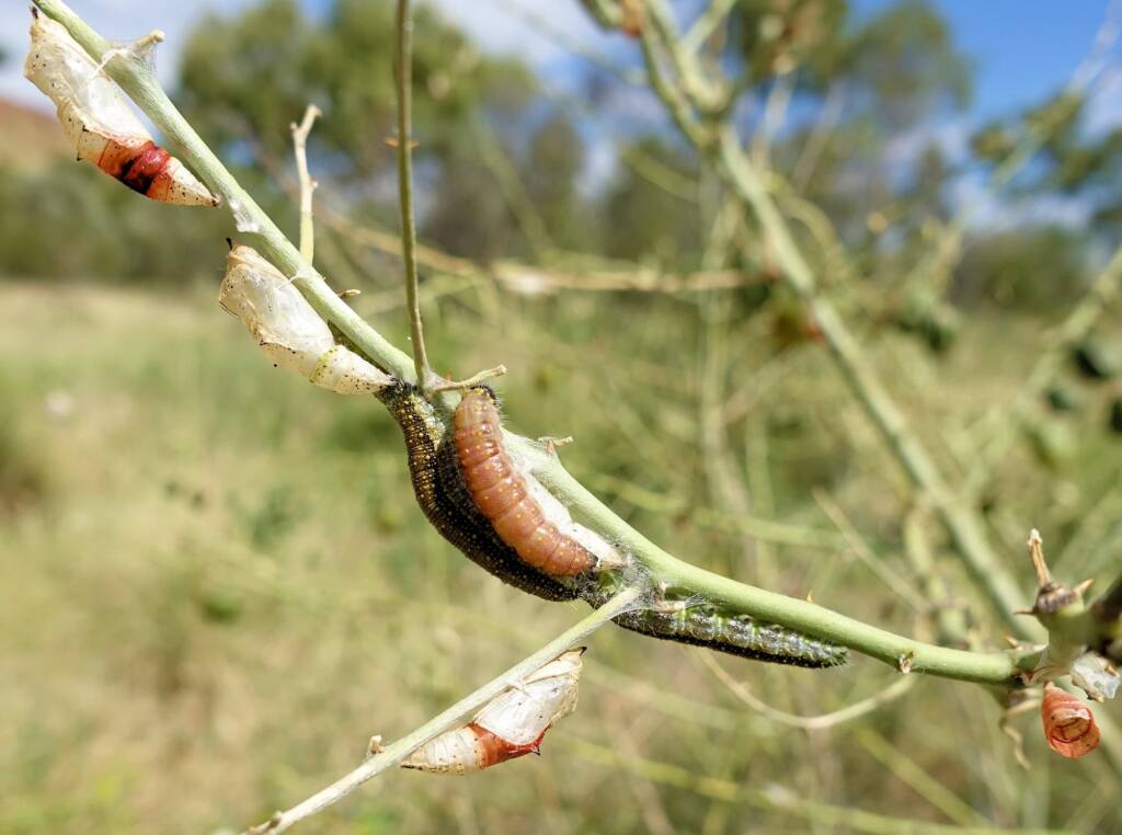 Belenois java teutonia instars and caterpillars
