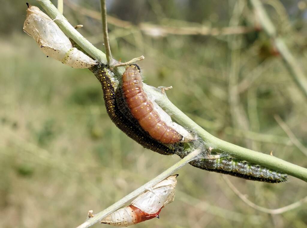 Belenois java teutonia instars and caterpillars