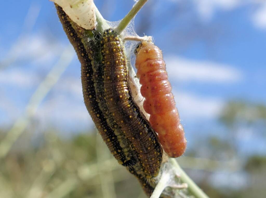 Belenois java teutonia instars and caterpillars