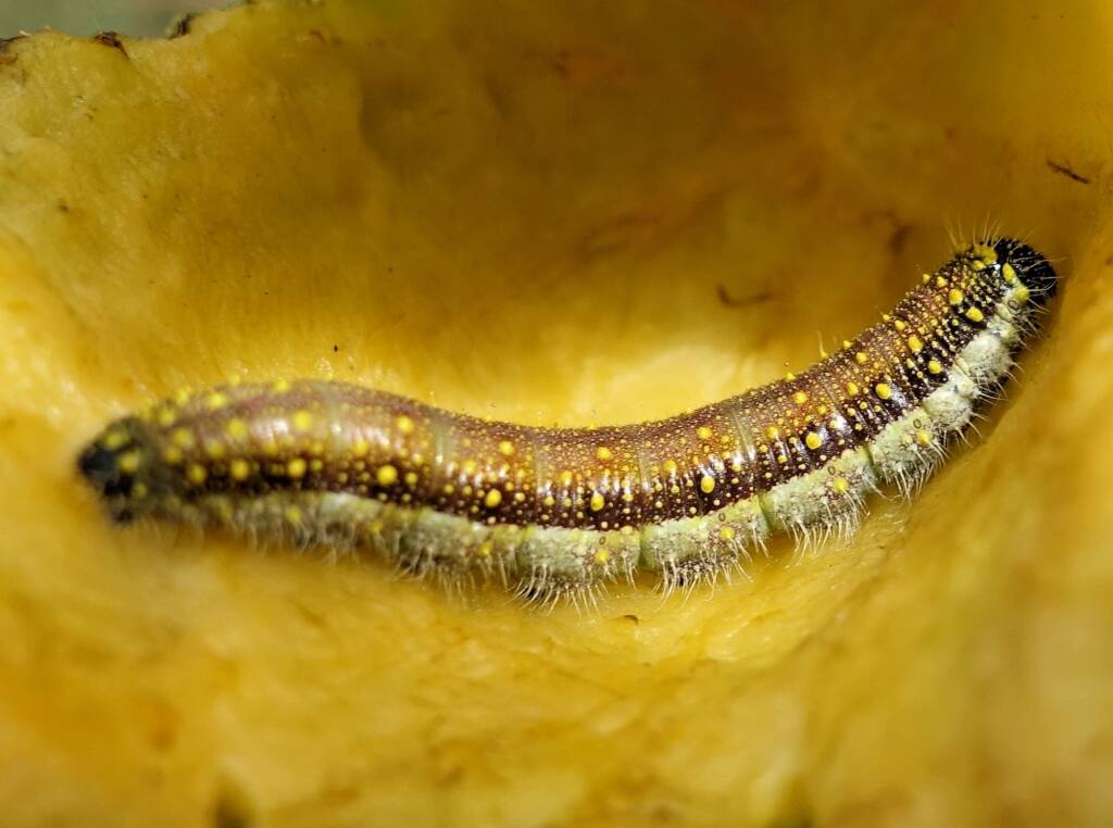 Belenois java teutonia caterpillar in the fruit husk of the Wild Passionfruit (Capparis spinosa var. nummularia)