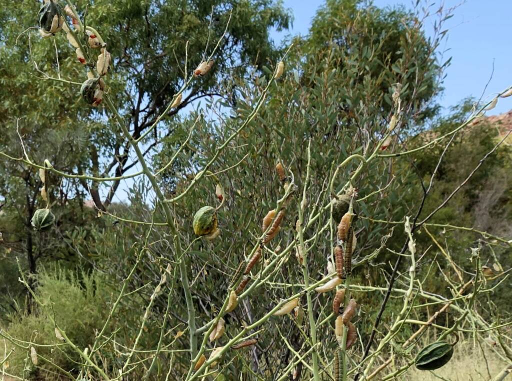 Caterpillars, instars and their cases of the Caper White Butterfly (Belenois java teutonia) on a Caper Bush (Capparis spinosa var. nummularia) denuded of leaves.