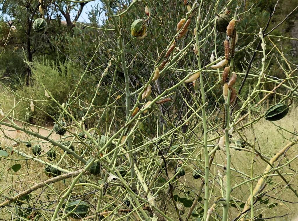 Caterpillars, instars and their cases of the Caper White Butterfly (Belenois java teutonia) on a Caper Bush (Capparis spinosa var. nummularia) denuded of leaves.