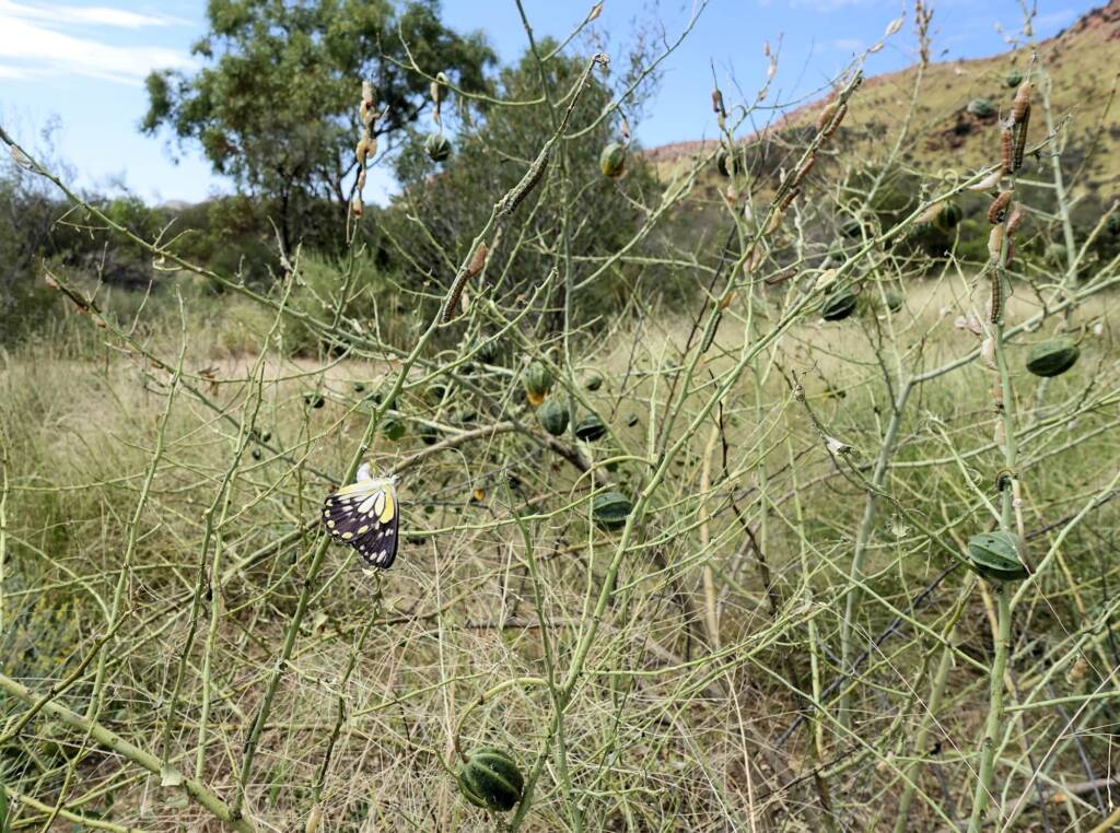 Caterpillars, instars and their cases of the Caper White Butterfly (Belenois java teutonia) on a Caper Bush (Capparis spinosa var. nummularia) denuded of leaves.
