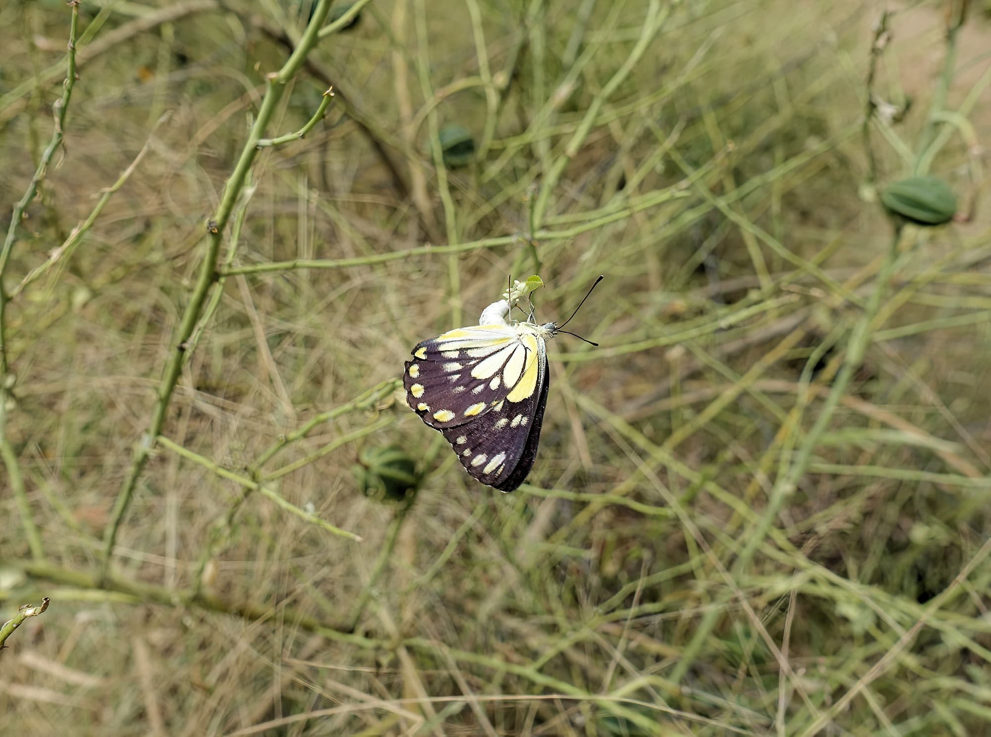 Caper White Butterfly (Belenois java teutonia) laying their eggs on the Caper Bush (Capparis spinosa var. nummularia)