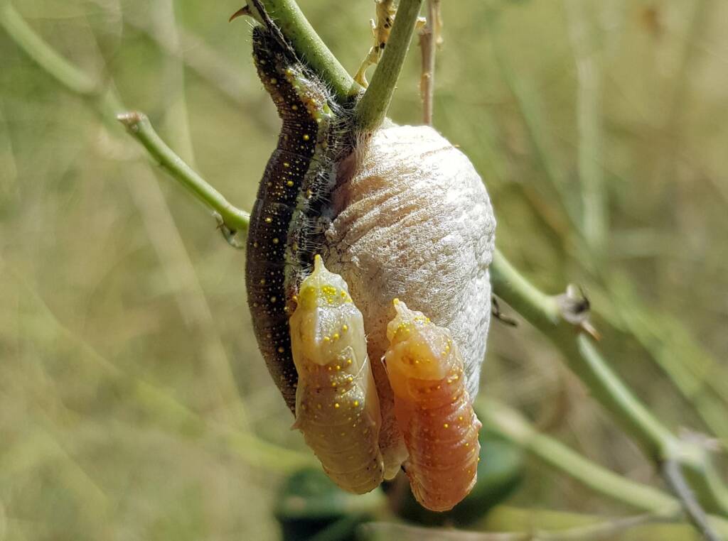 Belenois java teutonia instars and developing chrysalis on an ootheca (family Mantidae) of a mantis species