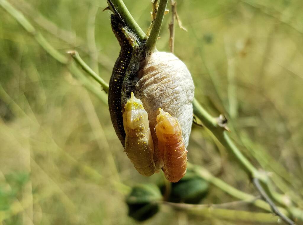 Belenois java teutonia instars and developing chrysalis on an ootheca (family Mantidae) of a mantis species