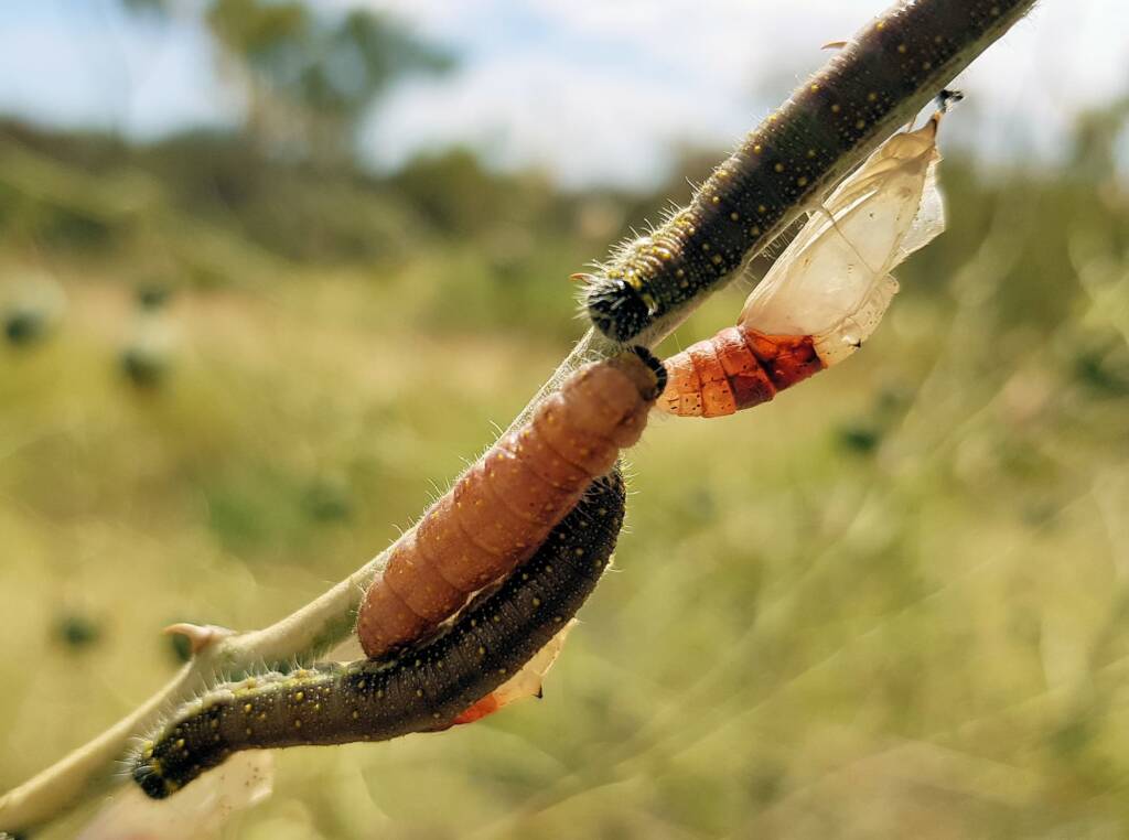Belenois java teutonia instars and caterpillars