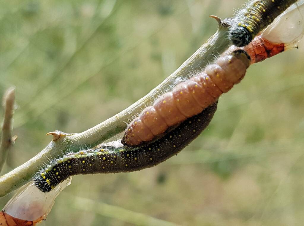 Belenois java teutonia instars and caterpillars