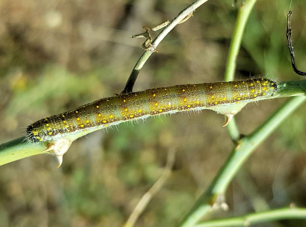 Belenois java teutonia caterpillar