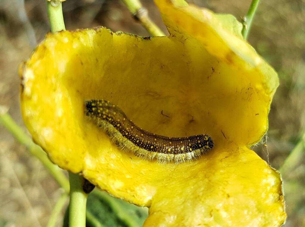 Belenois java teutonia caterpillar in the fruit husk of the Wild Passionfruit (Capparis spinosa var. nummularia)