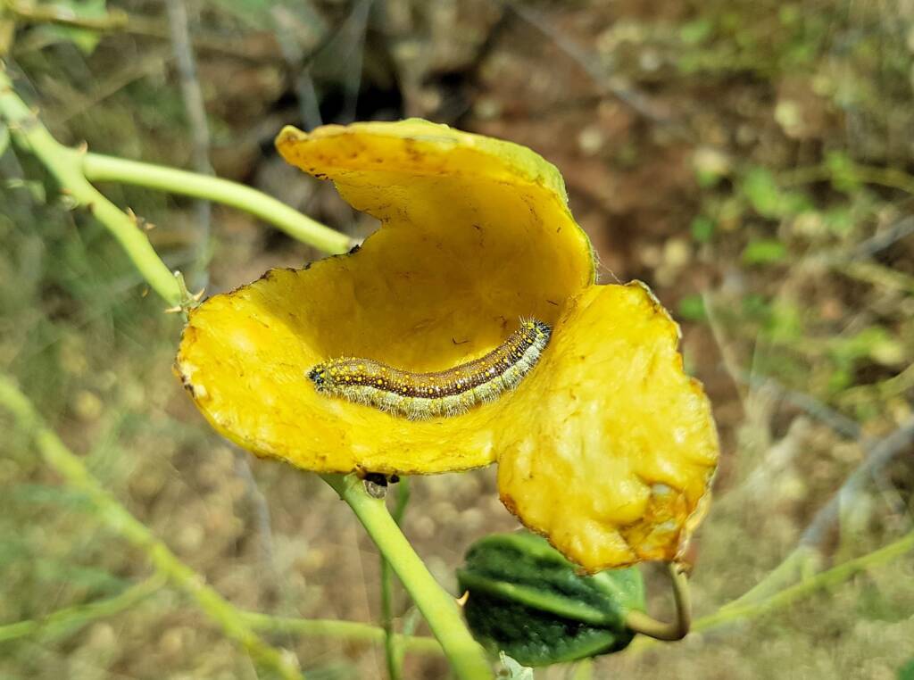 Belenois java teutonia caterpillar in the fruit husk of the Wild Passionfruit (Capparis spinosa var. nummularia)