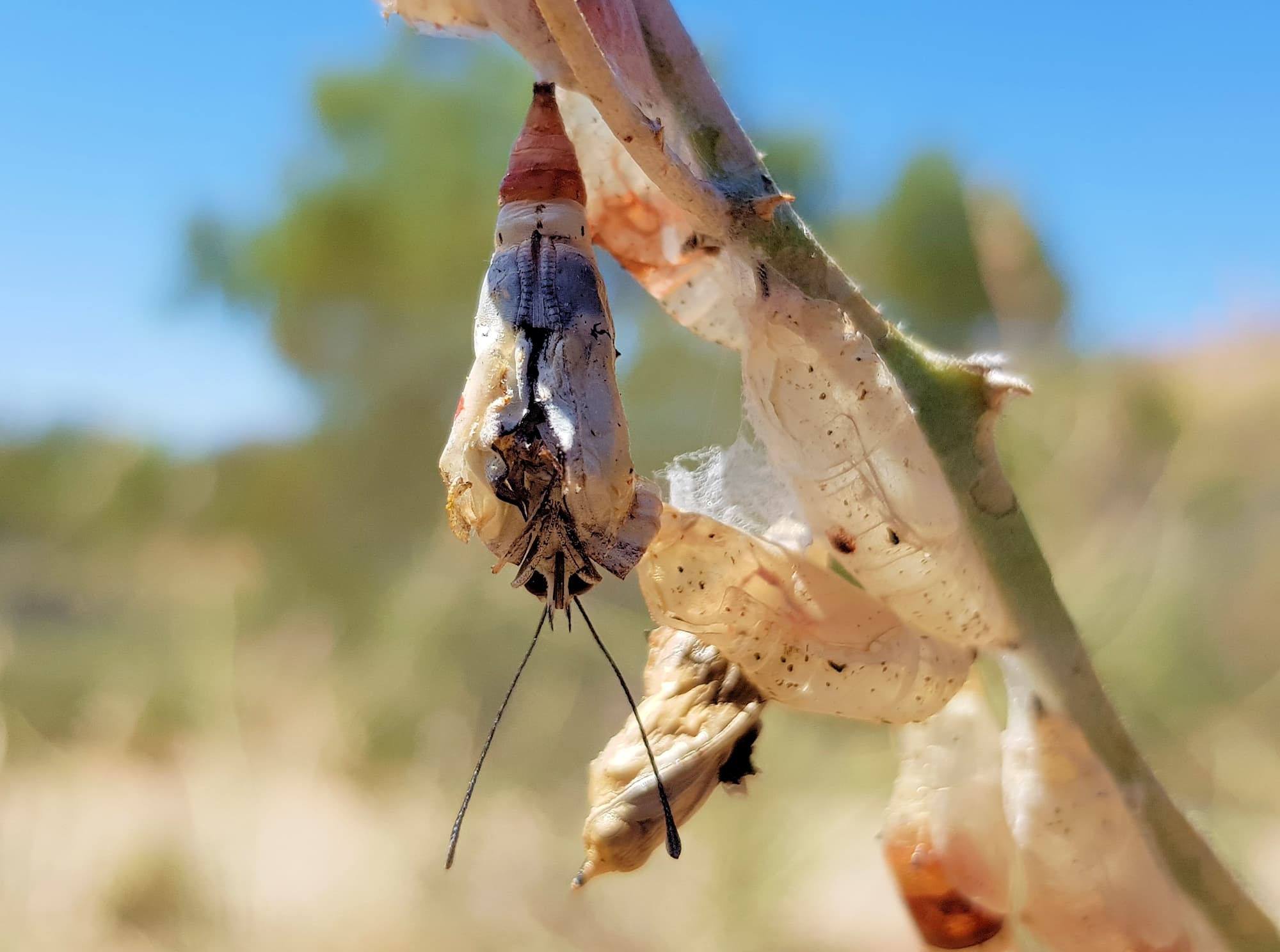 Failed metamorphosis of the Belenois java teutonia on the Caper Bush (Capparis spinosa var. nummularia), Alice Springs, NT