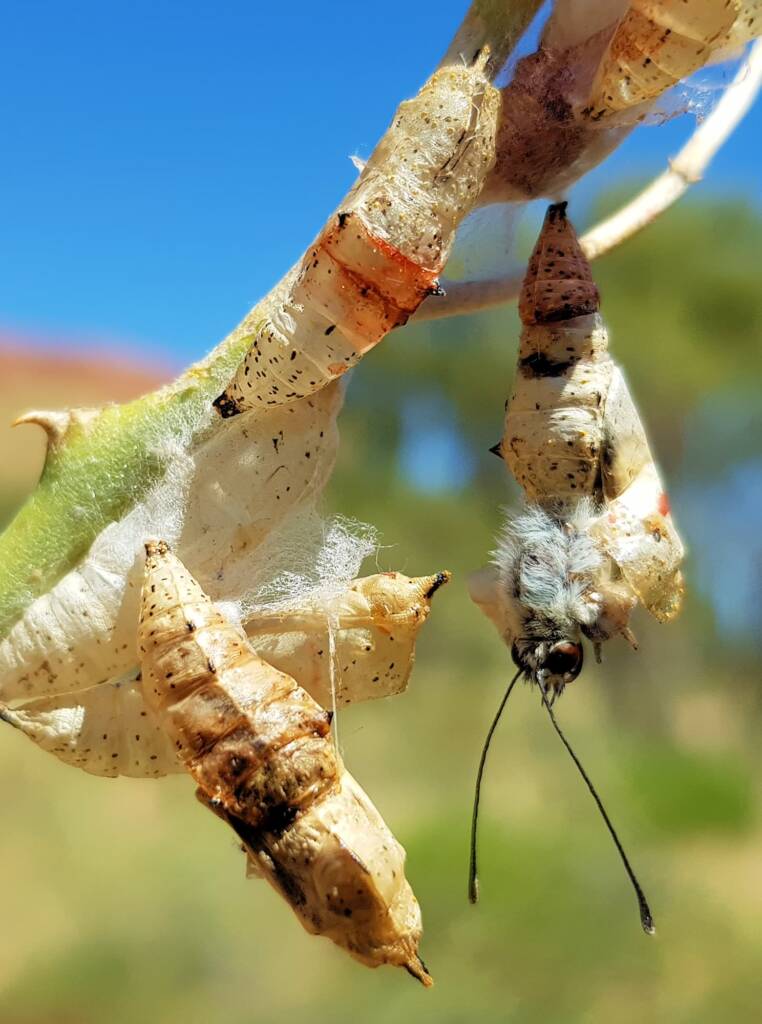 Failed metamorphosis of the Belenois java teutonia on the Caper Bush (Capparis spinosa var. nummularia), Alice Springs, NT