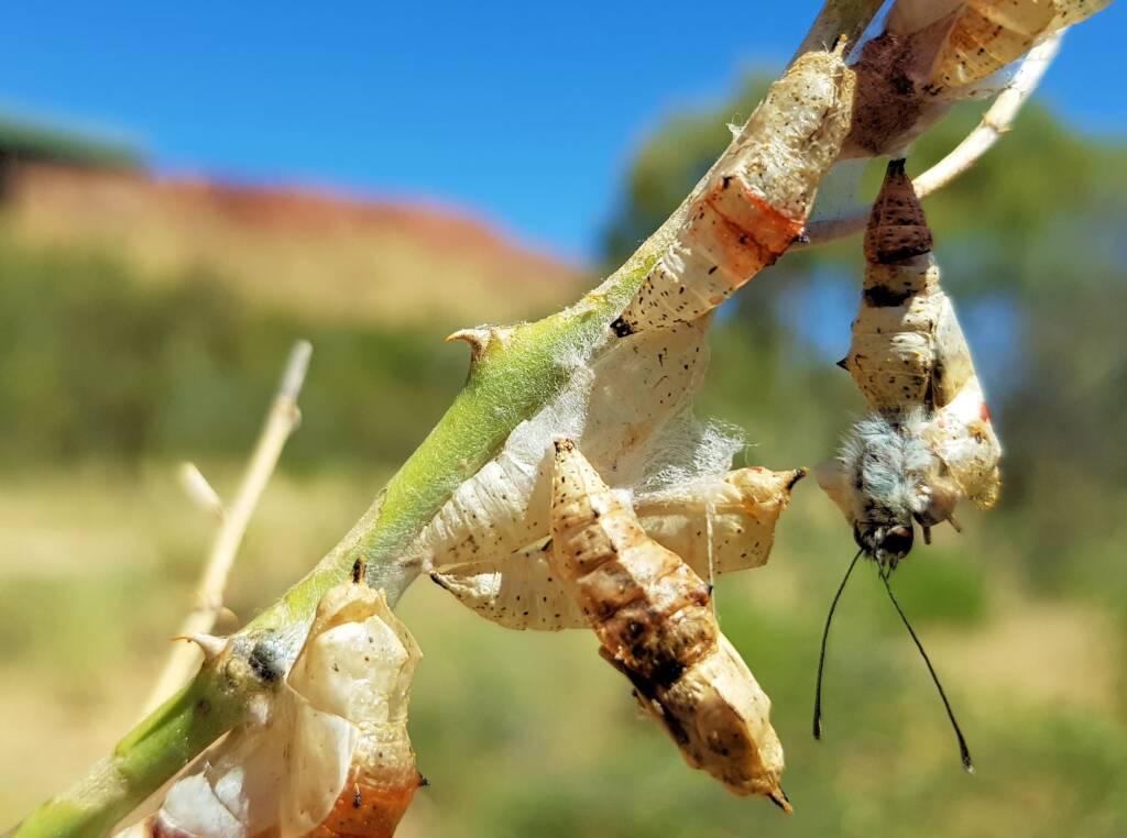 Failed metamorphosis of the Belenois java teutonia on the Caper Bush (Capparis spinosa var. nummularia), Alice Springs, NT