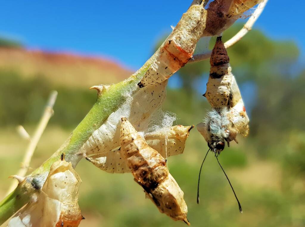 Failed metamorphosis of the Belenois java teutonia on the Caper Bush (Capparis spinosa var. nummularia), Alice Springs, NT