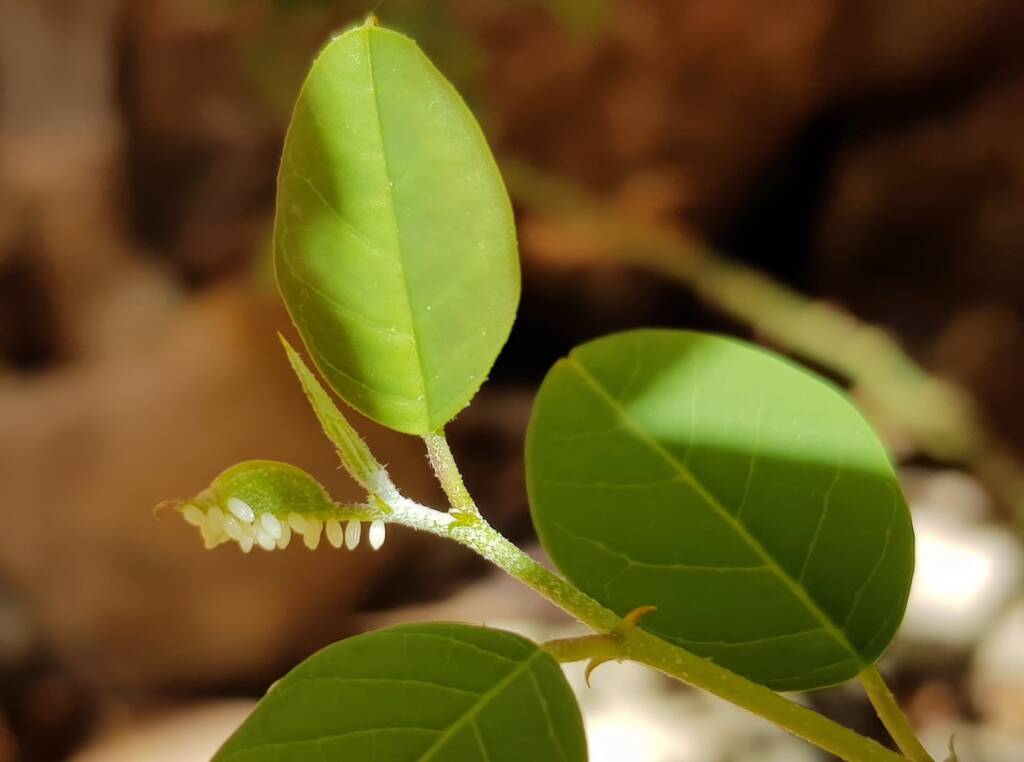 Eggs of the Caper White Butterfly (Belenois java teutonia), Alice Springs, NT