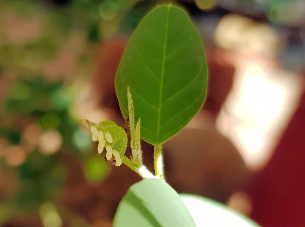Eggs of the Caper White Butterfly (Belenois java teutonia), Alice Springs, NT