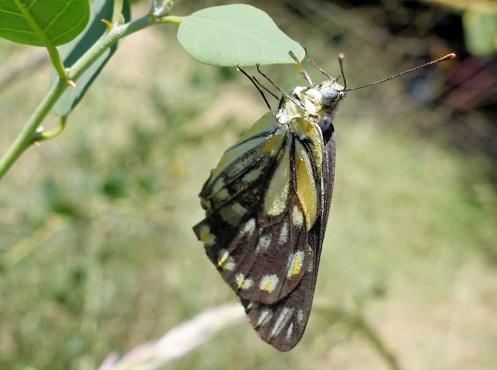 Caper White Butterfly (Belenois java teutonia) on the Caper Bush (Capparis spinosa var. nummularia)