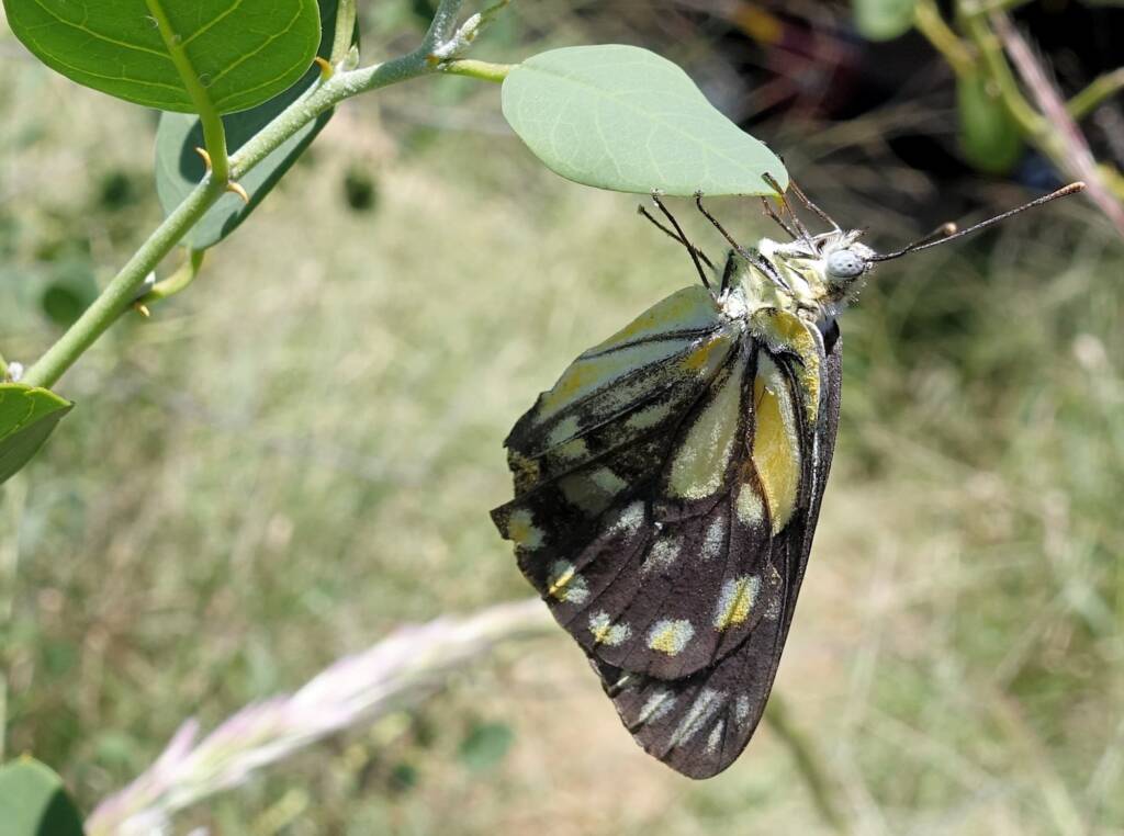 Caper White Butterfly (Belenois java teutonia) on the Caper Bush (Capparis spinosa var. nummularia)