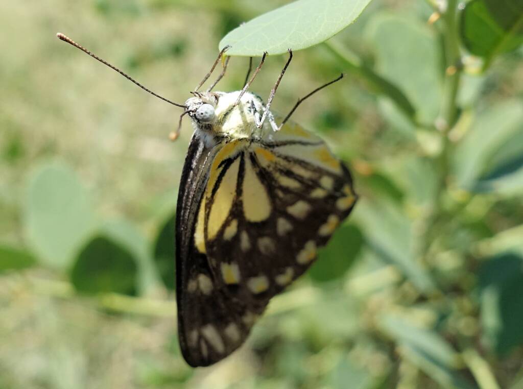 Caper White Butterfly (Belenois java teutonia) on the Caper Bush (Capparis spinosa var. nummularia)