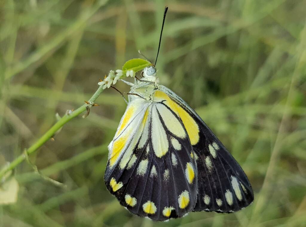 Caper White Butterfly (Belenois java teutonia) laying their eggs on the Caper Bush (Capparis spinosa var. nummularia)