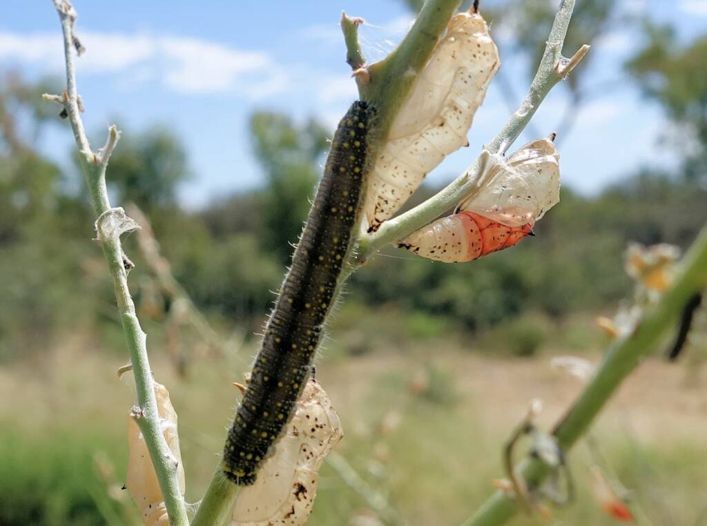 Caterpillar (Belenois java teutonia) and empty instar cases