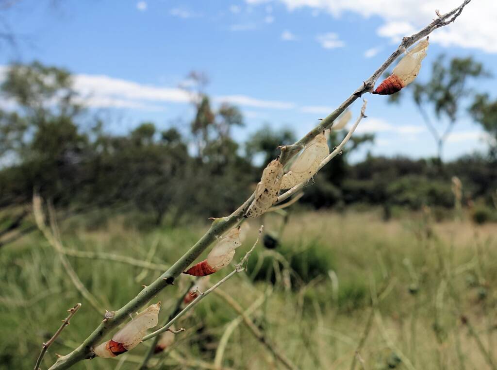 Empty instar cases of the Belenois java teutonia