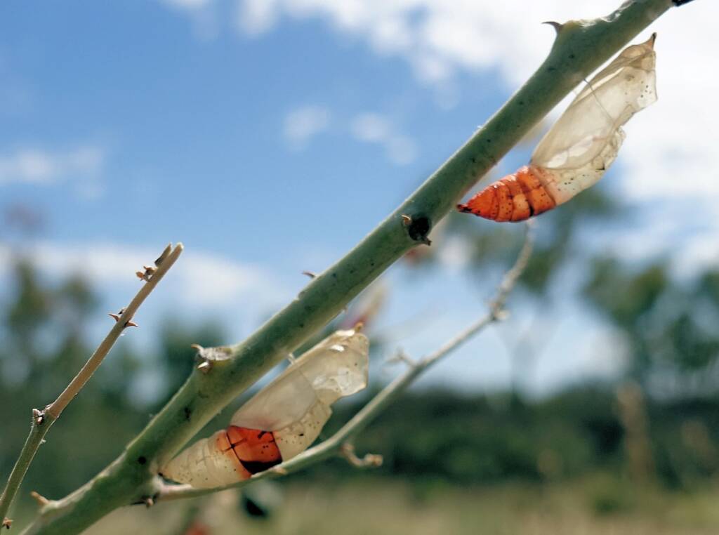Empty instar cases of the Belenois java teutonia