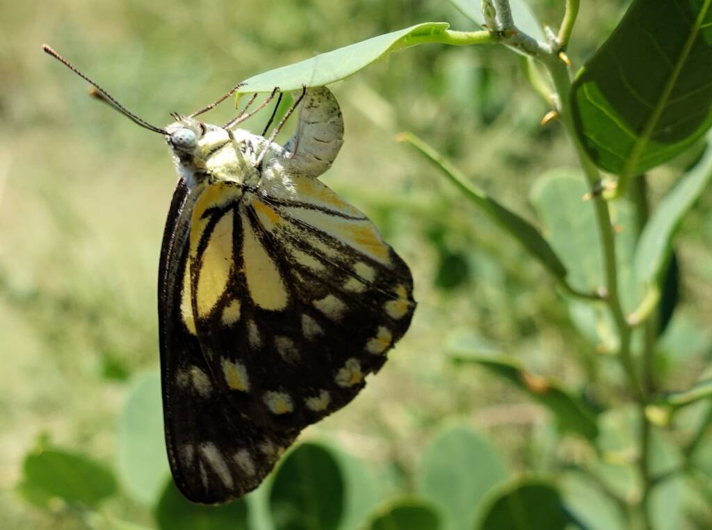 Caper White Butterfly (Belenois java teutonia) laying their eggs on the Caper Bush (Capparis spinosa var. nummularia)