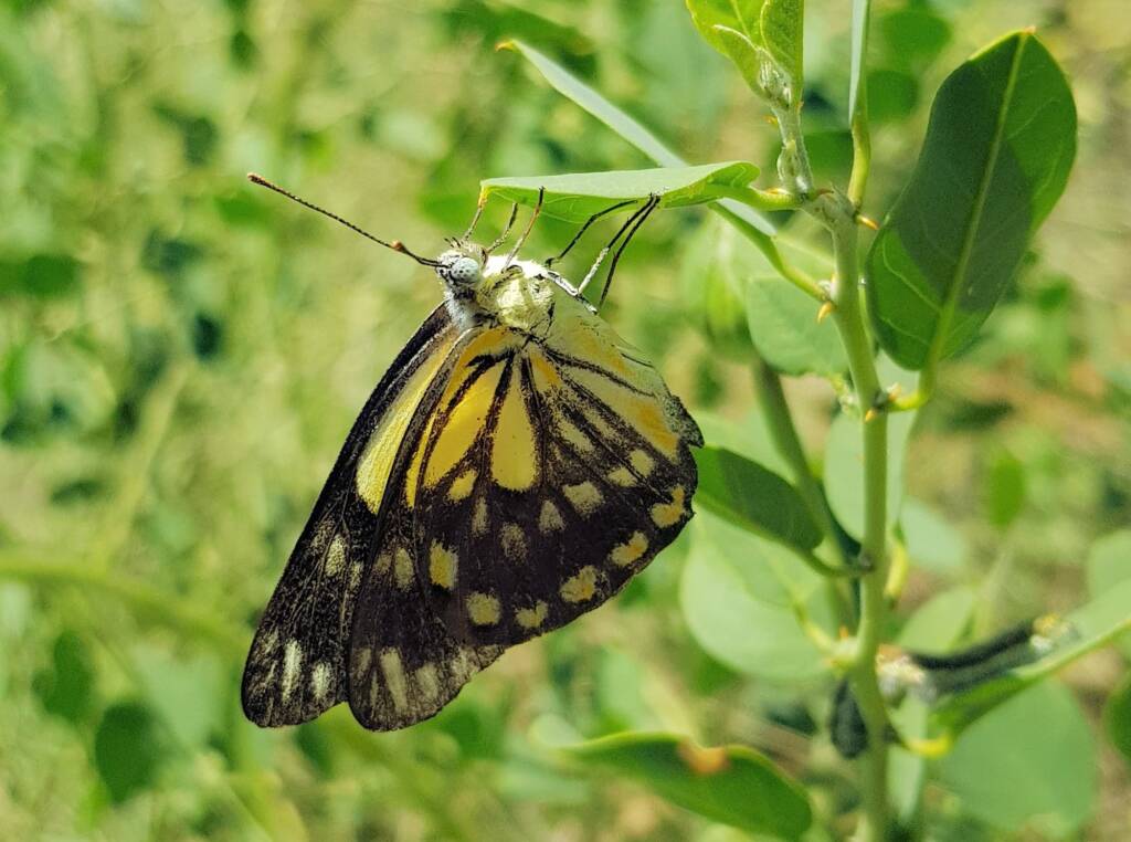 Caper White Butterfly (Belenois java teutonia) laying their eggs on the Caper Bush (Capparis spinosa var. nummularia)