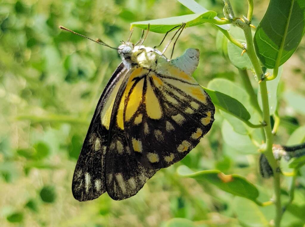 Caper White Butterfly (Belenois java teutonia) laying their eggs on the Caper Bush (Capparis spinosa var. nummularia)