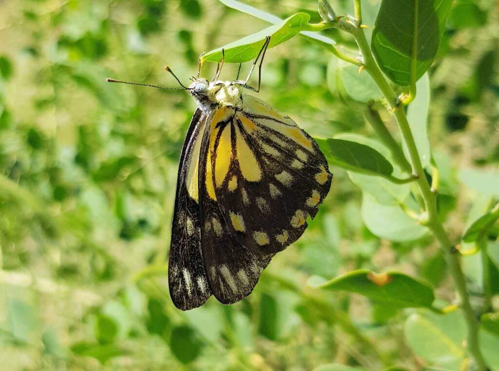 Caper White Butterfly (Belenois java teutonia) laying their eggs on the Caper Bush (Capparis spinosa var. nummularia)
