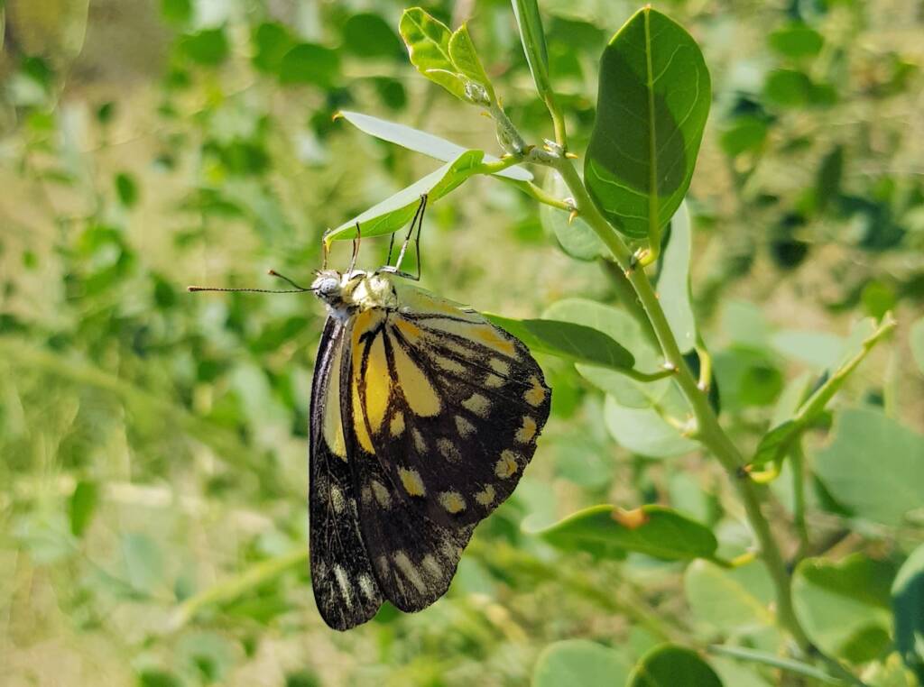 Caper White Butterfly (Belenois java teutonia) laying their eggs on the Caper Bush (Capparis spinosa var. nummularia)