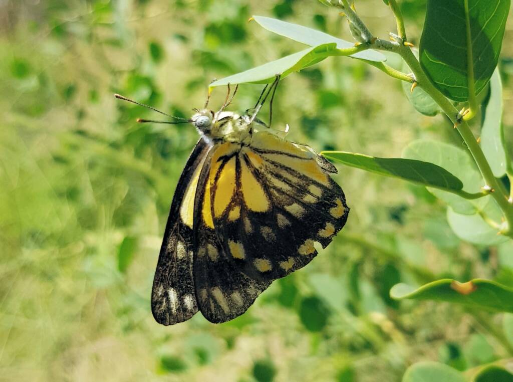 Caper White Butterfly (Belenois java teutonia) laying their eggs on the Caper Bush (Capparis spinosa var. nummularia)