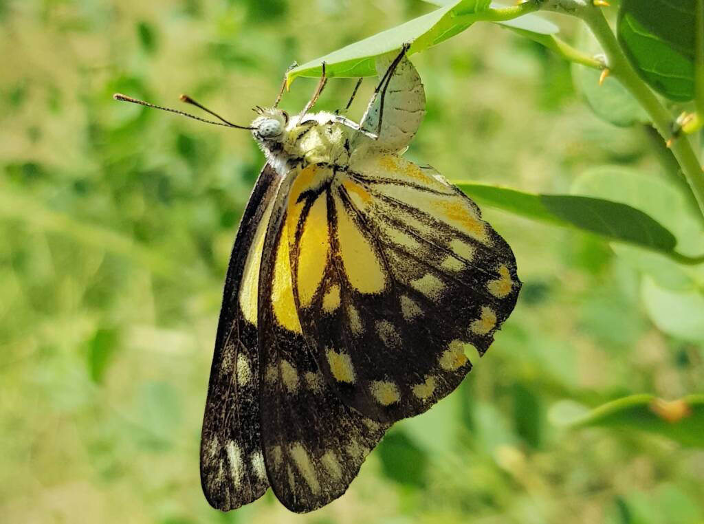 Caper White Butterfly (Belenois java teutonia) laying their eggs on the Caper Bush (Capparis spinosa var. nummularia)