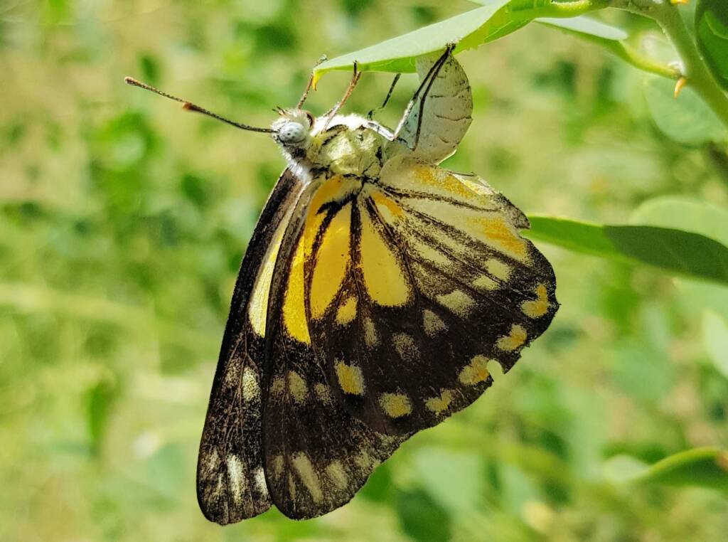 Caper White Butterfly (Belenois java teutonia) laying their eggs on the Caper Bush (Capparis spinosa var. nummularia)