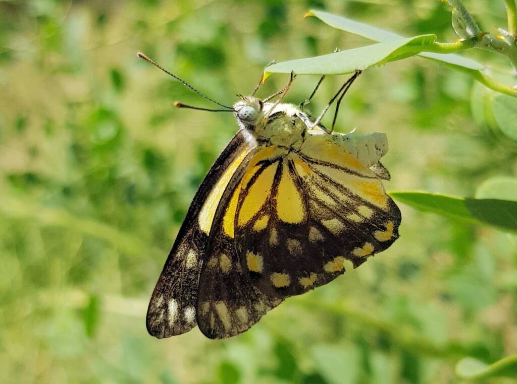 Caper White Butterfly (Belenois java teutonia) laying their eggs on the Caper Bush (Capparis spinosa var. nummularia)