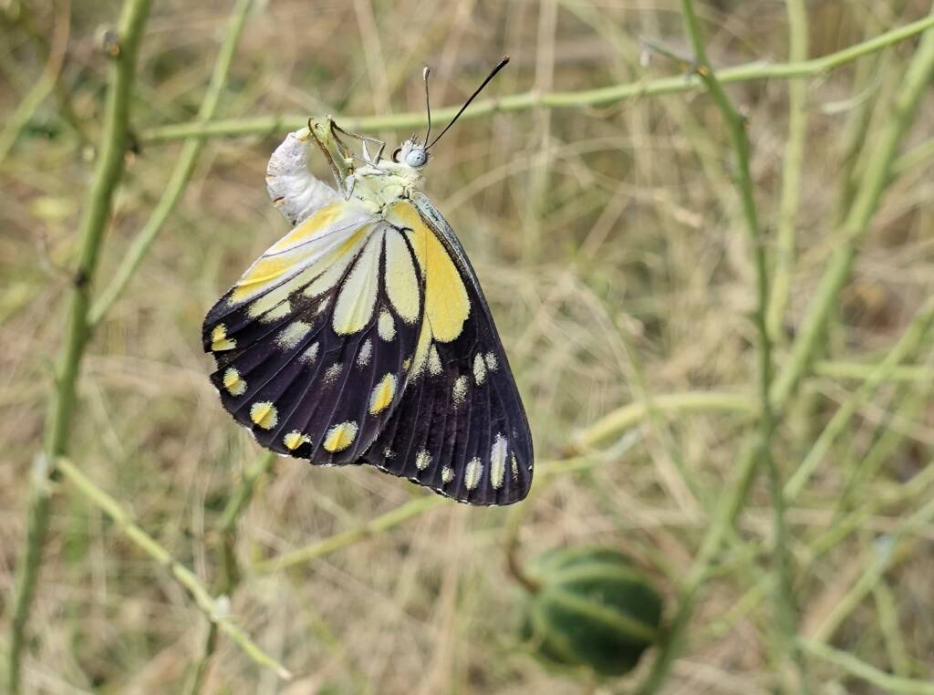 Caper White Butterfly (Belenois java teutonia) laying their eggs on the Caper Bush (Capparis spinosa var. nummularia)