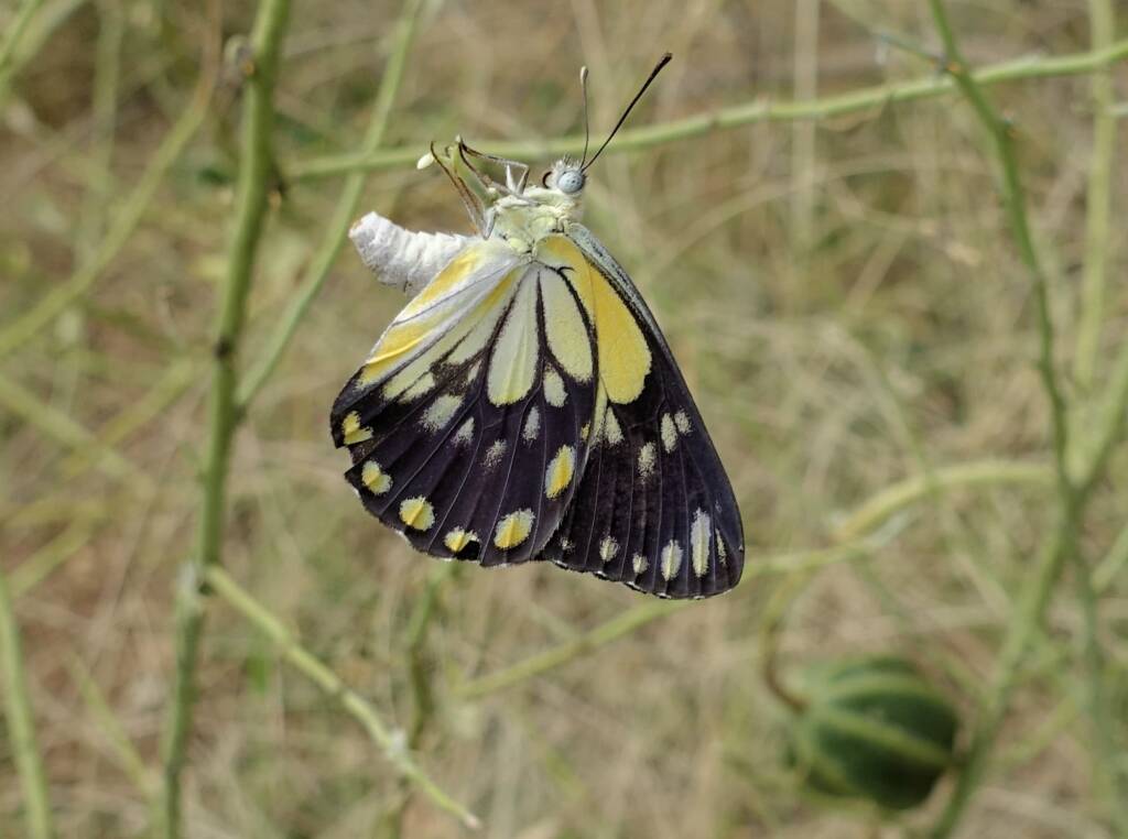 Caper White Butterfly (Belenois java teutonia) laying their eggs on the Caper Bush (Capparis spinosa var. nummularia)
