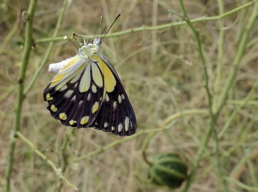 Caper White Butterfly (Belenois java teutonia) laying their eggs on the Caper Bush (Capparis spinosa var. nummularia)