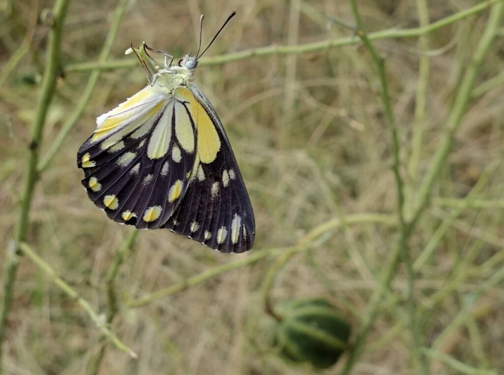 Caper White Butterfly (Belenois java teutonia) laying their eggs on the Caper Bush (Capparis spinosa var. nummularia)