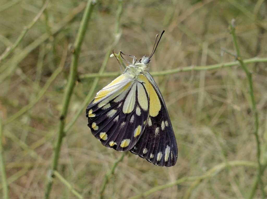 Caper White Butterfly (Belenois java teutonia) laying their eggs on the Caper Bush (Capparis spinosa var. nummularia)