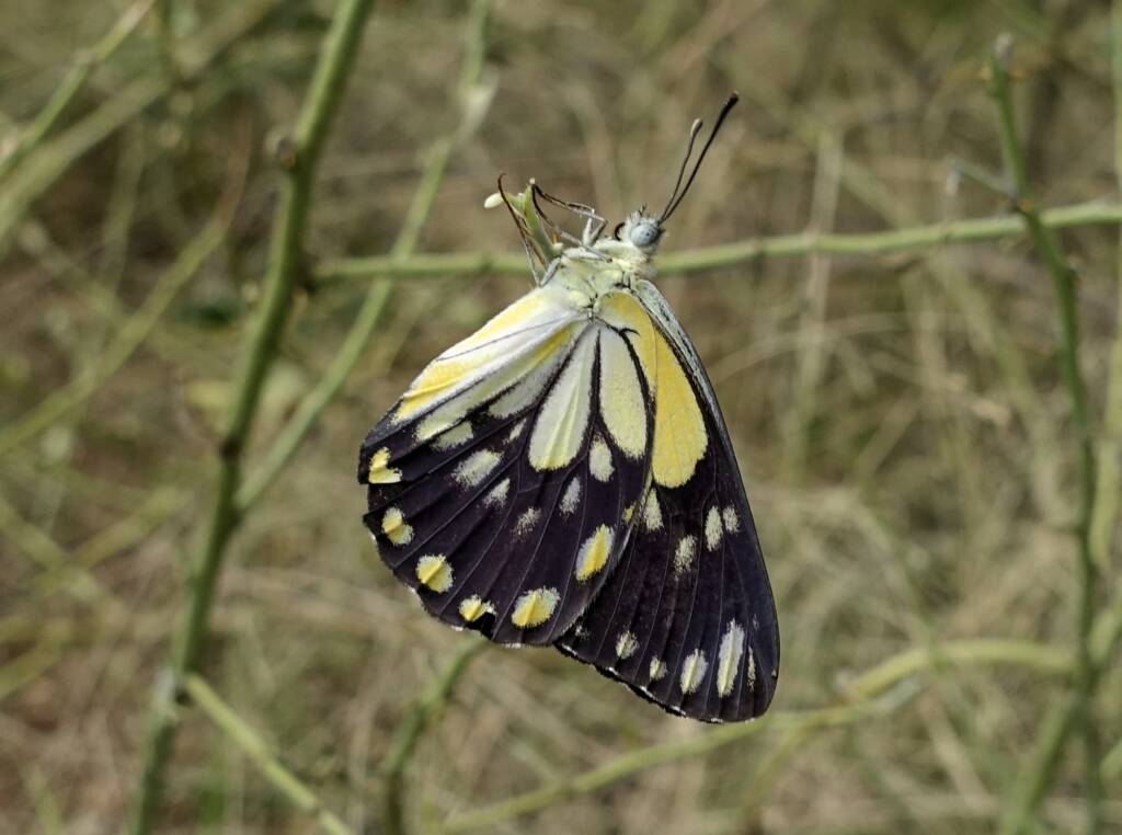 Caper White Butterfly (Belenois java teutonia) laying their eggs on the Caper Bush (Capparis spinosa var. nummularia)